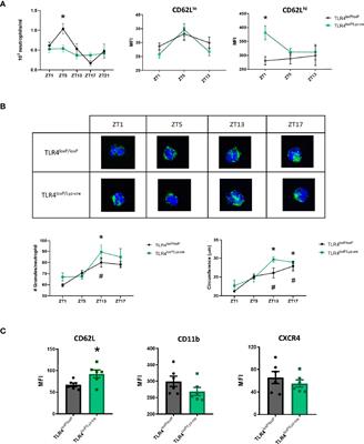 Role of TLR4 in Neutrophil Dynamics and Functions: Contribution to Stroke Pathophysiology